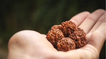 Rudraksha