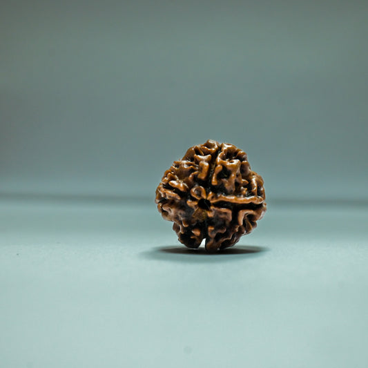 4 Mukhi  Rudraksha