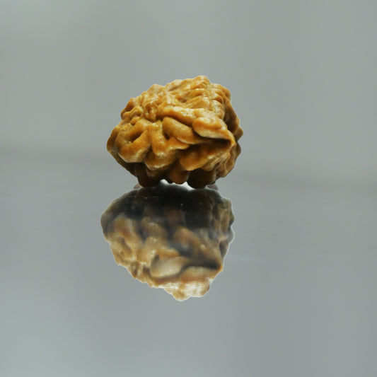 1 Mukhi Rudraksha