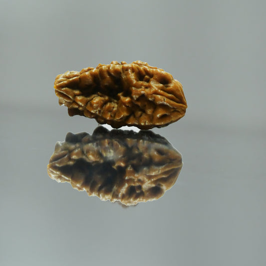 1 Mukhi Rudraksha