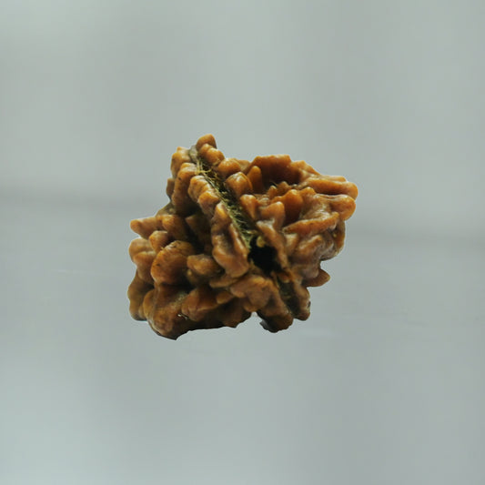 2 Mukhi Rudraksha