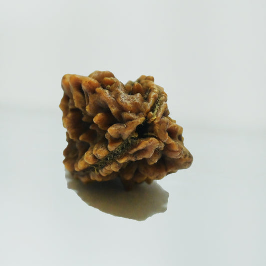 2 Mukhi Rudraksha