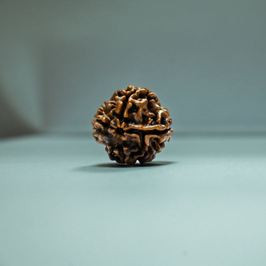 4 Mukhi  Rudraksha