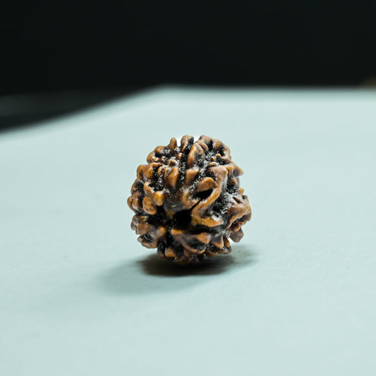 3 Mukhi  Rudraksha