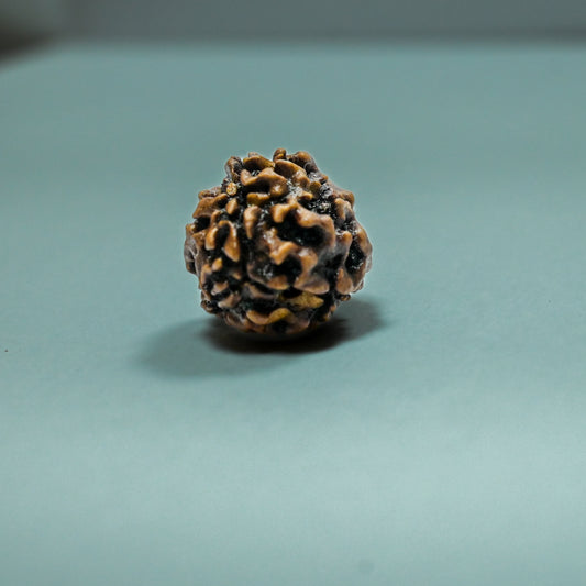 3 Mukhi  Rudraksha