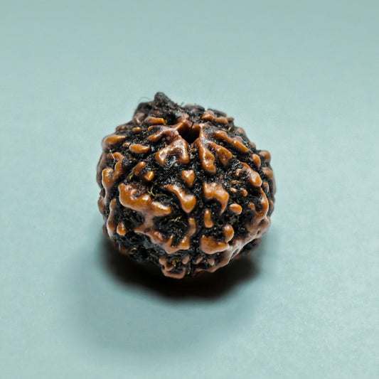 5 Mukhi Rudraksha