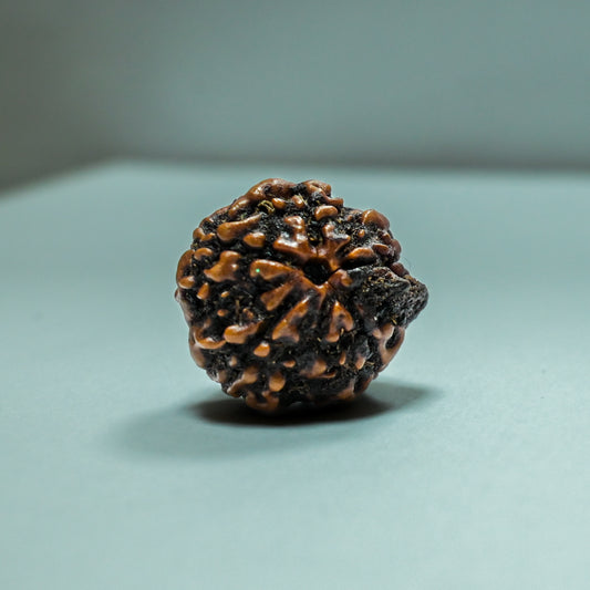 5 Mukhi Rudraksha