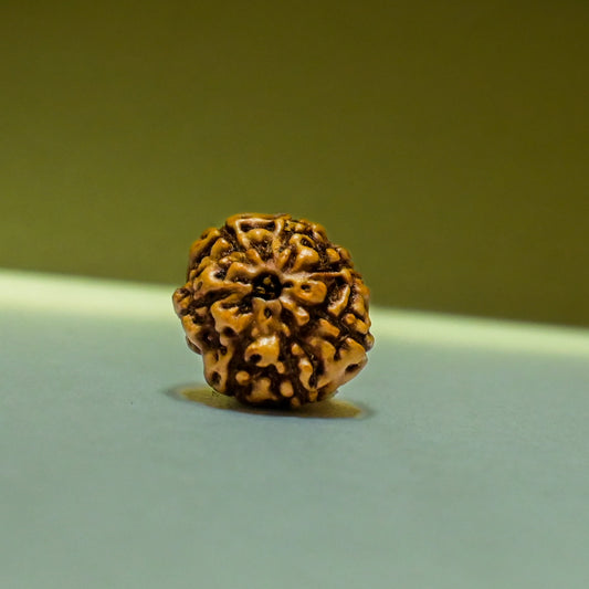 6 Mukhi Rudraksha