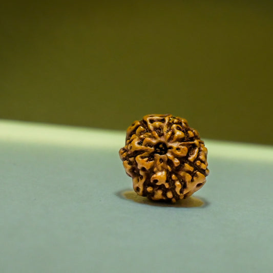 6 Mukhi Rudraksha