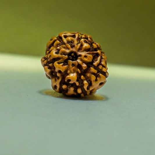 7 Mukhi Rudraksha