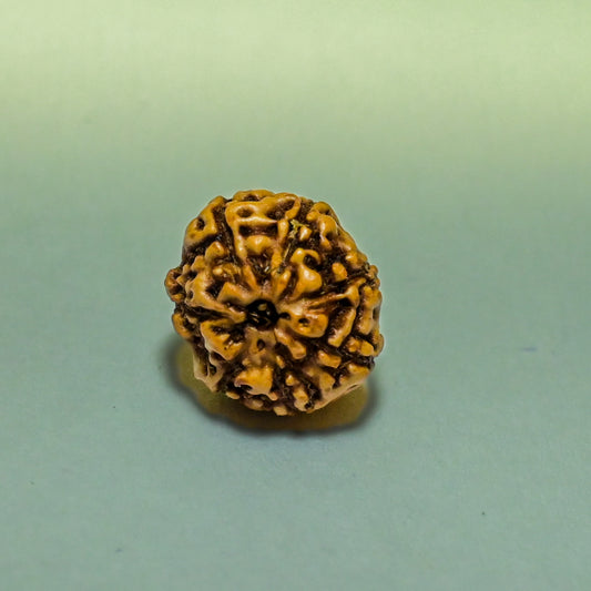 7 Mukhi Rudraksha